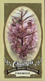 2009-10 Upper Deck Champ's #511 Fireweed Front