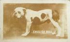 1948 Topps Magic Photos (R714-27) #11G English Bulldog Front