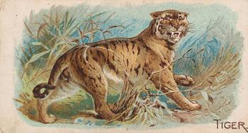 1909 Philadelphia Caramel Zoo (E28) #NNO Tiger Front
