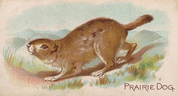 1909 Philadelphia Caramel Zoo (E28) #NNO Prairie Dog Front