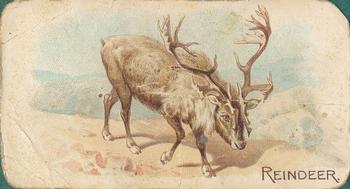 1909 Philadelphia Caramel Zoo (E28) #NNO Reindeer Front