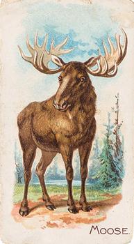 1909 Philadelphia Caramel Zoo (E28) #NNO Moose Front