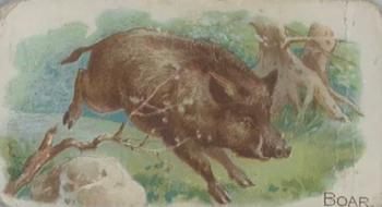 1909 Philadelphia Caramel Zoo (E28) #NNO Boar Front