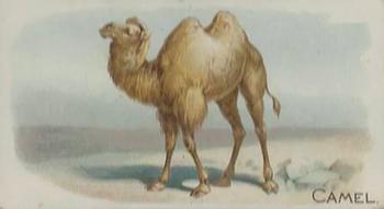 1909 Philadelphia Caramel Zoo (E28) #NNO Camel Front