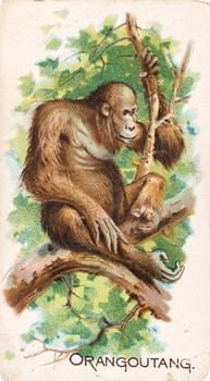 1909 Philadelphia Caramel Zoo (E28) #NNO Orangoutang Front
