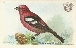 1922 Church & Dwight Useful Birds of America Third Series (J7) #8 White-Winged Crossbill Front