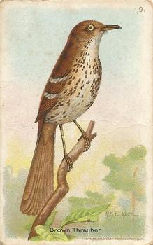 1933 Church & Dwight Useful Birds of America Seventh Series (J9-3) #9 Brown Thrasher Front
