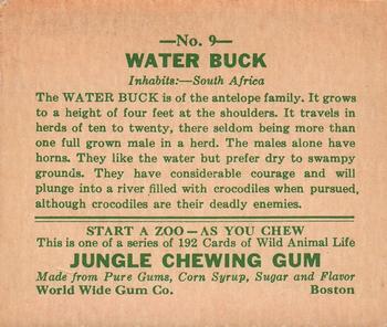 1933 Jungle Chewing Gum (R78) #9 Water Buck Back