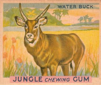 1933 Jungle Chewing Gum (R78) #9 Water Buck Front