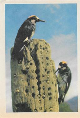1958 Oak Manufacturing Birds #NNO Acorn Woodpecker Front
