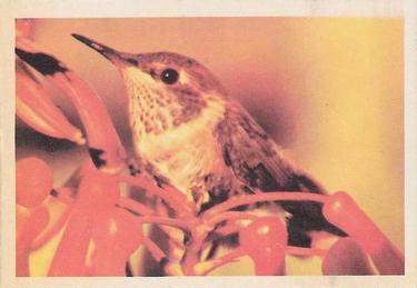 1958 Oak Manufacturing Birds #NNO Allen's Hummingbird Front