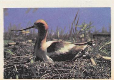 1958 Oak Manufacturing Birds #NNO Avocet Front