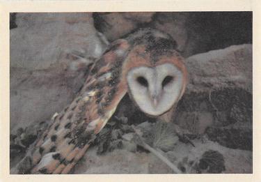 1958 Oak Manufacturing Birds #NNO Barn Owl Front