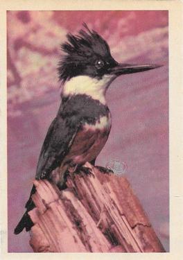 1958 Oak Manufacturing Birds #NNO Belted Kingfisher Front