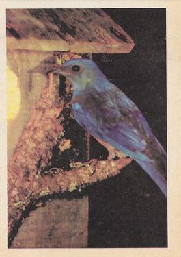 1958 Oak Manufacturing Birds #NNO Bluebird Front