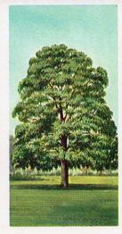 1966 Brooke Bond Trees In Britain #13 Sycamore Front
