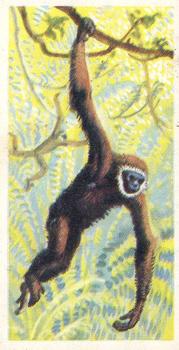 1962 Brooke Bond Asian Wild Life #3 Agile Gibbon Front