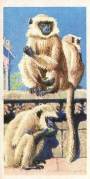 1962 Brooke Bond Asian Wild Life #5 Hanuman Monkey Front