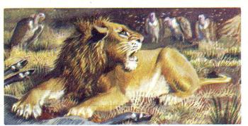 1962 Brooke Bond Asian Wild Life #10 Indian Lion Front