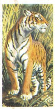 1962 Brooke Bond Asian Wild Life #11 Tiger Front