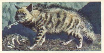 1962 Brooke Bond Asian Wild Life #23 Striped Hyena Front