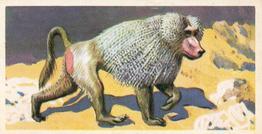 1973 Brooke Bond African Wild Life #2 Mantled Baboon Front