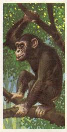 1973 Brooke Bond African Wild Life #3 Chimpanzee Front