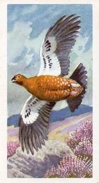 1957 Brooke Bond Bird Portraits  #31 Red Grouse Front