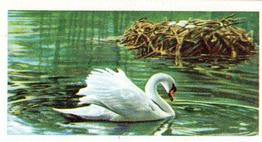1954 Brooke Bond British Birds #1 Mute Swan Front
