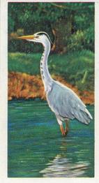 1954 Brooke Bond British Birds #7 Heron Front