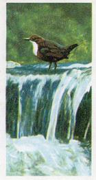 1954 Brooke Bond British Birds #11 Dipper Front