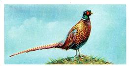 1954 Brooke Bond British Birds #17 Pheasant Front