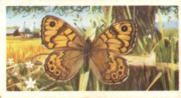 1973 Brooke Bond British Butterflies #2 Wall Front