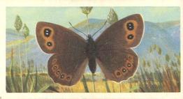 1973 Brooke Bond British Butterflies #4 Scotch Argus Front