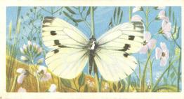 1973 Brooke Bond British Butterflies #42 Green-Veined White Front