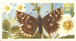 1973 Brooke Bond British Butterflies #50 Grizzled Skipper Front