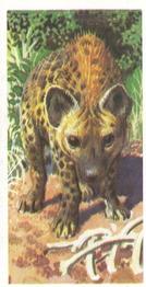 1962 Brooke Bond African Wild Life #26 Spotted Hyena Front