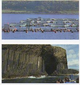 1989 Brooke Bond Discovering Our Coast (Double Cards) #1-2 Fish Farming / Fingal's Cave Front