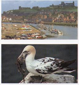 1989 Brooke Bond Discovering Our Coast (Double Cards) #15-16 Whitby / Flamborough Head Front