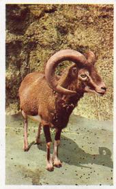 1970 Trucards Animals #1 Big Horn Sheep Front