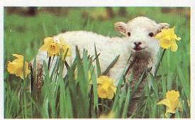 1970 Trucards Animals #4 Highland Lamb Front