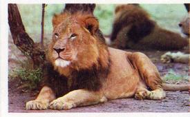 1970 Trucards Animals #28 Lion Front