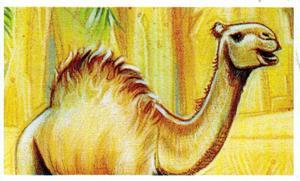 1994 Brooke Bond Going Wild #10 Camel (Dromedary) Front