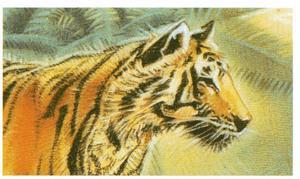 1994 Brooke Bond Going Wild #18 Bengal Tiger Front