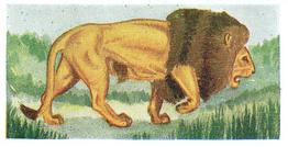 1954 Neilson's Interesting Animals #3 Lion Front