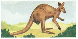 1954 Neilson's Interesting Animals #17 Kangaroo Front