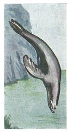 1954 Neilson's Interesting Animals #43 Seal Front