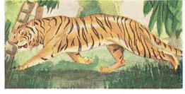 1954 Neilson's Interesting Animals #47 Tiger Front