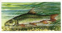 1973 Brooke Bond Freshwater Fish #1 Barbel Front