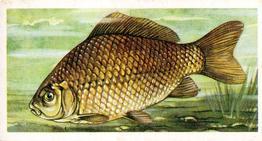 1973 Brooke Bond Freshwater Fish #4 Crucian Carp Front